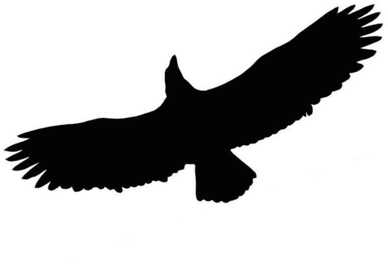 ODSTRASZACZ PTAKÓW - NAKLEJKA L40