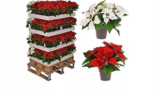 Sztuczna Gwiazda Betlejemska czerwony, 27 cm - Sztuczne kwiaty - miniaturka - grafika 1