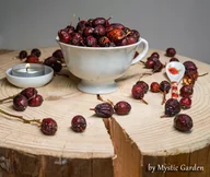 Herbata - Dzika róża Owoc dzikiej róży 100 g Certyfikat - miniaturka - grafika 1