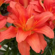 Nasiona i cebule - Lilia Pura doniczkowa pełna Pura Sky 1 szt. cebule cebulki lilii lilie - miniaturka - grafika 1