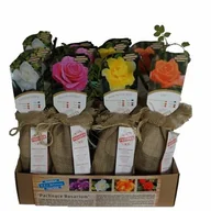 Kwiaty doniczkowe - Róże Eko balot - miniaturka - grafika 1