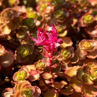 Nasiona i cebule - Rozchodnik kaukaski 'Dragon's Blood' (Sedum) P9 - miniaturka - grafika 1