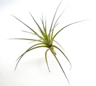 Kwiaty doniczkowe - Tillandsia TENUIFOLIA  R~ 10 cm - miniaturka - grafika 1