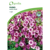 Nasiona i cebule - Floks wiechowaty Magic Blue 1szt. cebulki kwiatów Geolia - miniaturka - grafika 1