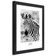 Plakaty - Plakat w ramie czarnej, Ciekawska zebra (Rozmiar 60x90) - miniaturka - grafika 1
