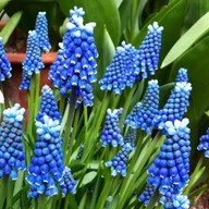 Nasiona i cebule - Szafirek Blue Magic 10 szt cebulki szafirki cebule - miniaturka - grafika 1