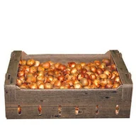 Nasiona i cebule - Tulipan pomarańczowy rozmiar 12/14 Vilmorin Garden - miniaturka - grafika 1