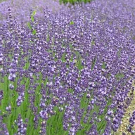 Nasiona i cebule - Lavendula Lawenda Contrast 1 szt. doniczka P9 - miniaturka - grafika 1