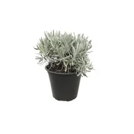 Kwiaty doniczkowe - Lawenda wąskolistna - miniaturka - grafika 1