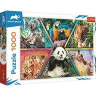 Puzzle - Trefl Puzzle 1000 elementów Królestwo zwierząt Animal Planet 5_781376 - miniaturka - grafika 1