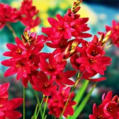 Nasiona i cebule - Ixia Iksja Venus 10 szt cebulki kwiatowe cebule - miniaturka - grafika 1