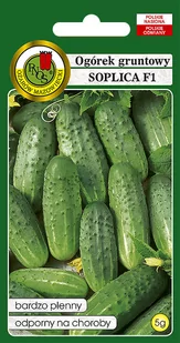 OGÓREK GRUNTOWY SOPLICA ODPORNY NASIONA BEZ GMO - Nasiona i cebule - miniaturka - grafika 1