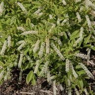 Kwiaty doniczkowe - Itea wirginijska 'Henry's Garnet' Doniczka 2.0L (Itea virginica) - miniaturka - grafika 1
