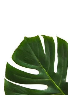 Filodendron - plakat 70x100 cm - Plakaty - miniaturka - grafika 1