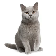 Sucha karma dla kotów - Zestaw dla kota rasy British Shorthair - miniaturka - grafika 1