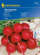 Nasiona i cebule - Kiepenkerl Rzodkiewka Riesenbutter Kiepenkerl 102608 - miniaturka - grafika 1