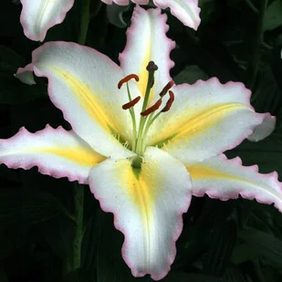 Lilia orientalna Primrose Hill XL (18/20) 1 szt. cebule cebulki lilii lilie - Nasiona i cebule - miniaturka - grafika 1
