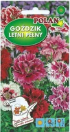Nasiona i cebule - Goździk letni mieszany 1 g POLAN - miniaturka - grafika 1