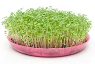 Nasiona na kiełki - Toraf Nasiona na kiełki RUKOLA 1 kg Nas000391 - miniaturka - grafika 1