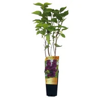 Kwiaty doniczkowe - Lilak C2 mix - miniaturka - grafika 1