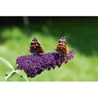 Kwiaty doniczkowe - Budleja wys. 20-30 cm don. 17 cm - miniaturka - grafika 1