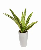 Kwiaty doniczkowe - Sansewiera Sansevieria Aubrytiana  Lauren P17 - miniaturka - grafika 1