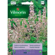 Nasiona i cebule - Szałwia muszkatołowa 1 g Vilmorin Garden - miniaturka - grafika 1