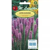 Nasiona i cebule - Liatra Kłosowa Różowa 0,2 G - miniaturka - grafika 1