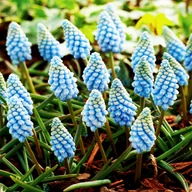 Nasiona i cebule - Muscari Szafirek Valerie Finish 10 szt szafirki cebulki - miniaturka - grafika 1