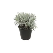 Kwiaty doniczkowe - Lawenda wąskolistna - miniaturka - grafika 1