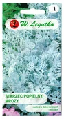 Nasiona i cebule - Starzec popielny Mrozy srebrnobiałe nasiona - miniaturka - grafika 1