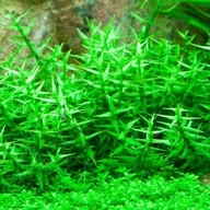 Dekoracje do akwarium - Gratiola Viscidula PORCJA In vitro 15 sadzonek - miniaturka - grafika 1
