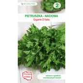 Nasiona i cebule - Pietruszka naciowa Gigante D Italia nasiona 2g W. Legutko - miniaturka - grafika 1