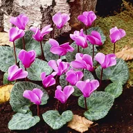 Nasiona i cebule - Cyclamen Cyklamen Cilicicum Fiołek Alpejski 1 szt. - miniaturka - grafika 1