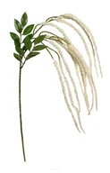 Nasiona i cebule - AMARANTHUS GAŁĄZKA SZARŁAT ECRU 89 CM - miniaturka - grafika 1