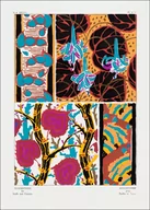 Plakaty - Vintage flower patterns, elegant Art Nouveau, E. A. Séguy -  plakat Wymiar do wyboru: 20x30 cm - miniaturka - grafika 1