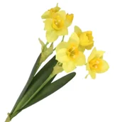 Sztuczne kwiaty - [680720] Bukiet  żonkile żółte 55cm - miniaturka - grafika 1