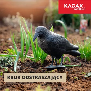 Czarny kruk Krokom, szpaki i ptaki - Zwalczanie i odstraszanie szkodników - miniaturka - grafika 1