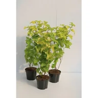 Sadzonki drzew krzewów - Pęcherznica Kalinolistna mix odmian wys. 40-60 cm don. 21 cm - miniaturka - grafika 1