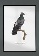 Plakaty - Plakat Gołąb, grafika ze starego Atlasu Ptaków 21x30 (A4) / DodoPrint - miniaturka - grafika 1