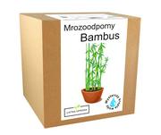 Nasiona i cebule - Bambus Zestaw Do Uprawy Bambus Mrozoodporny - 20 C - miniaturka - grafika 1