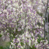 Nasiona i cebule - Thalictrum Rutewka Elin 1 szt. - miniaturka - grafika 1