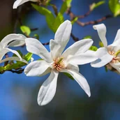 Kwiaty doniczkowe i cięte - Magnolia japońska (Magnolia kobus) Doniczka 2.5L - miniaturka - grafika 1