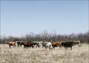 Plakaty - A herd of longhorn cattle grazing near the Fort Griffin town site., Carol Highsmith - plakat 100x70 cm - miniaturka - grafika 1