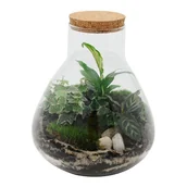 Dekoracje domu - Las w słoiku wysokim mix roślin zielonych - miniaturka - grafika 1