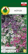 Nasiona i cebule - Motylek Mieszany 0.5 g PNOS - miniaturka - grafika 1