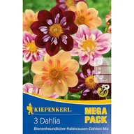 Nasiona i cebule - Mieszanka dalii przyjazna pszczołom - miniaturka - grafika 1