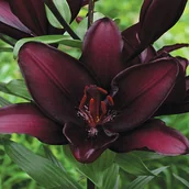 Nasiona i cebule - Lilia Azjatycka Mapira 1 szt Lilie Lilii cebulki - miniaturka - grafika 1