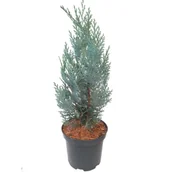 Sadzonki drzew krzewów - Cyprysik mix wys. 30-40 cm don. 2 l - miniaturka - grafika 1