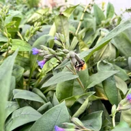 Nasiona i cebule - Miodunka wąskolistna 'Blue Ensign' (Pulmonaria angustifolia) Duża - miniaturka - grafika 1